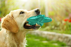 Carllg Starfish dog toy cleaning tank near molar area closeup