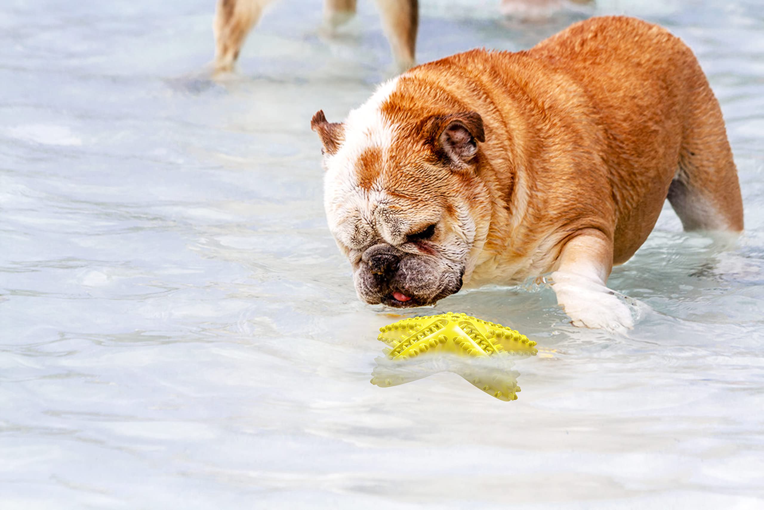Carllg Starfish dog toy toothpaste application surface for dental-friendly play