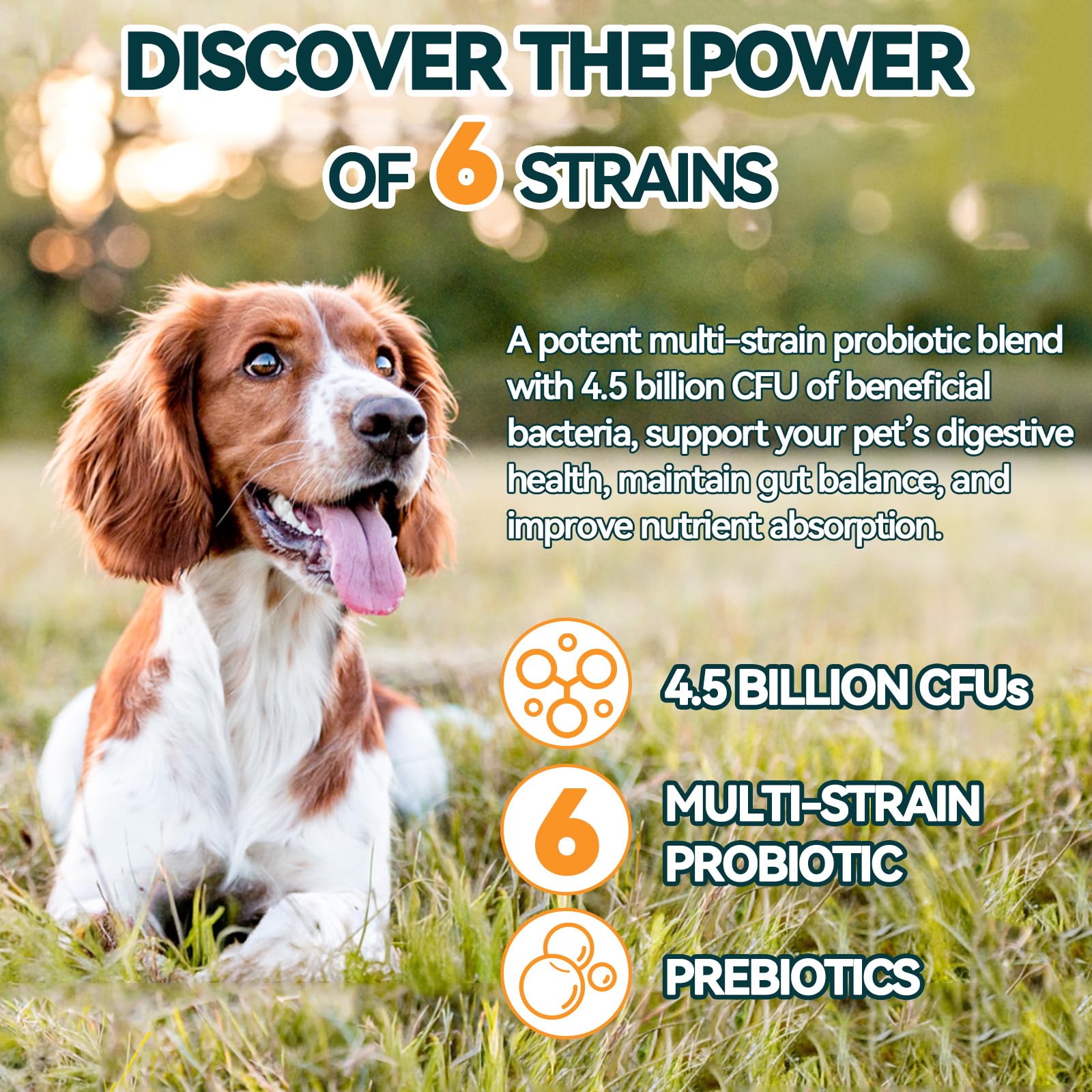 Carmelie Probiotics for Dogs gut health diagram highlighting balance
