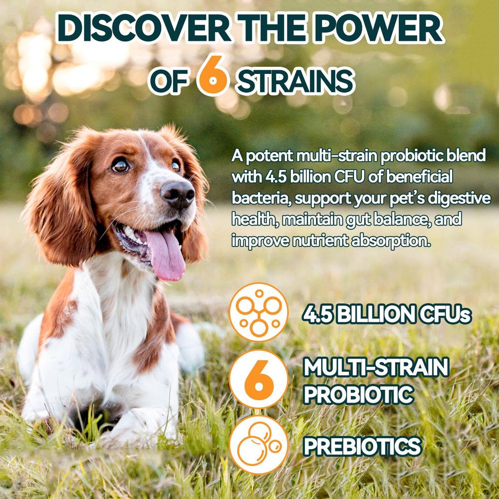 Carmelie Probiotics for Dogs gut health diagram highlighting balance