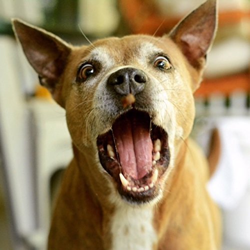 Carolina Prime Salmon Jerky on the table—2-pack multipack for dogs of all sizes.
