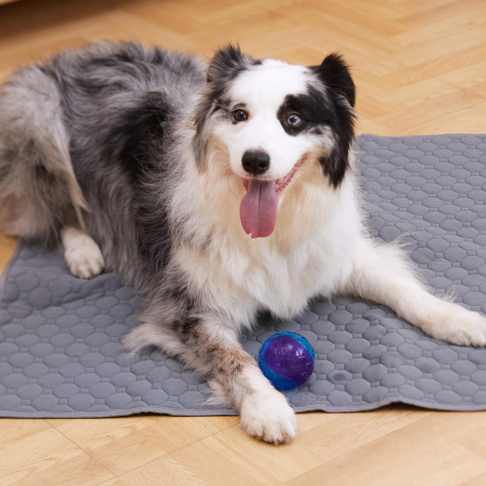 Casa Paw Washable Pee Pad multi-use showcases versatility for pets indoors and traveling.