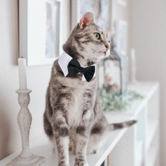 Casidoxi bow tie collar side view highlights cute and formal styling.