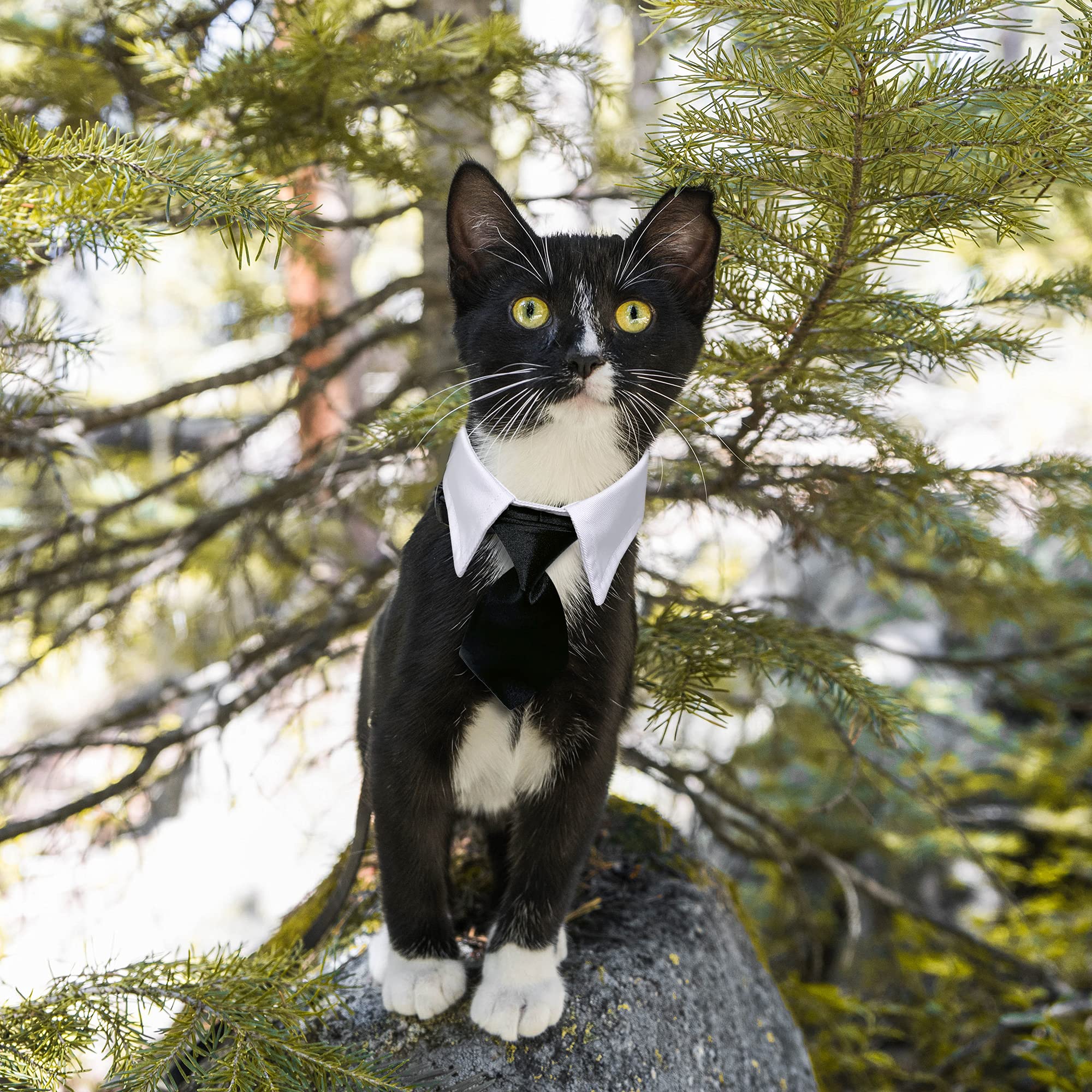 Casidoxi dog cat wear for photoshoots and special occasions.