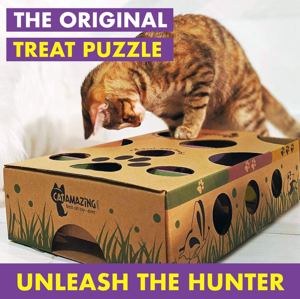 Cat Amazing treasure maze shows three difficulty levels challenging cats.
