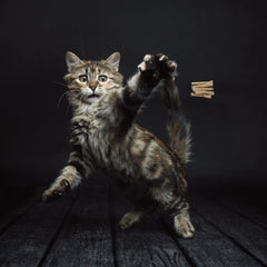 Cat Dancer 101 toy brown closeup spring-wire highlights sturdy design for energetic indoor play