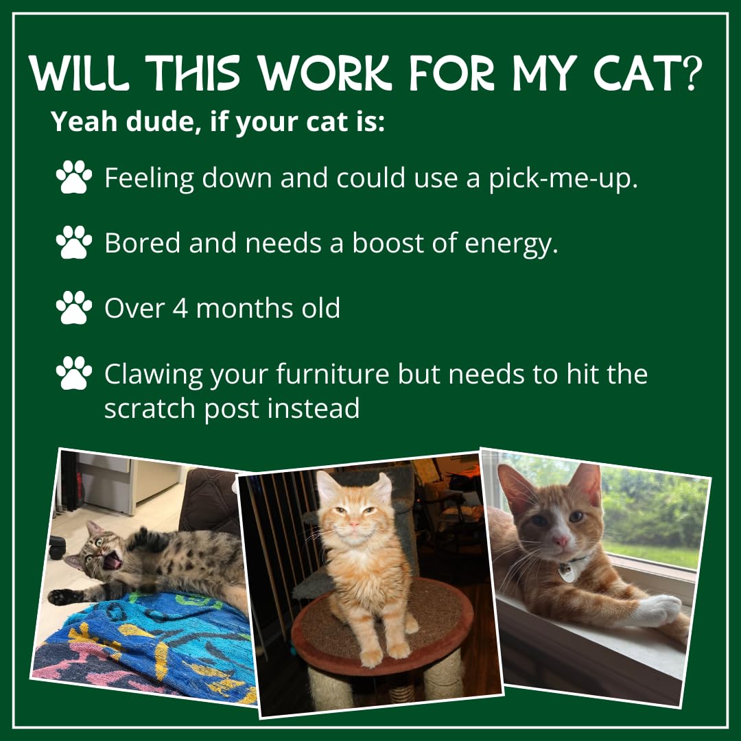 Cat Kush Organic Catnip sparks energetic play and purrs during a toy session