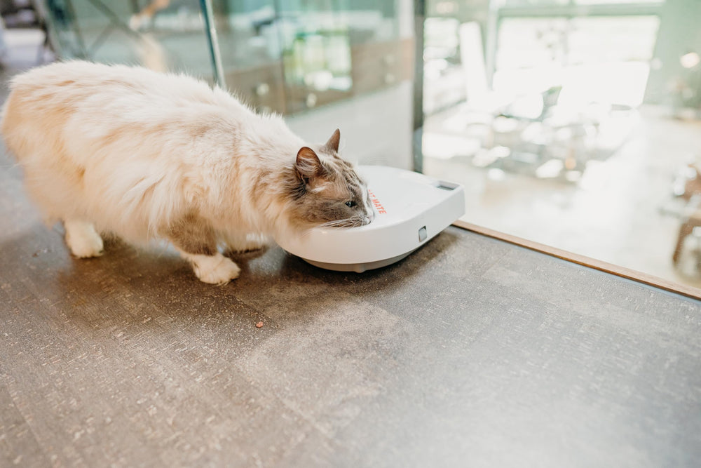 Cat Mate C300 reusable ice pack keeps meals cool.