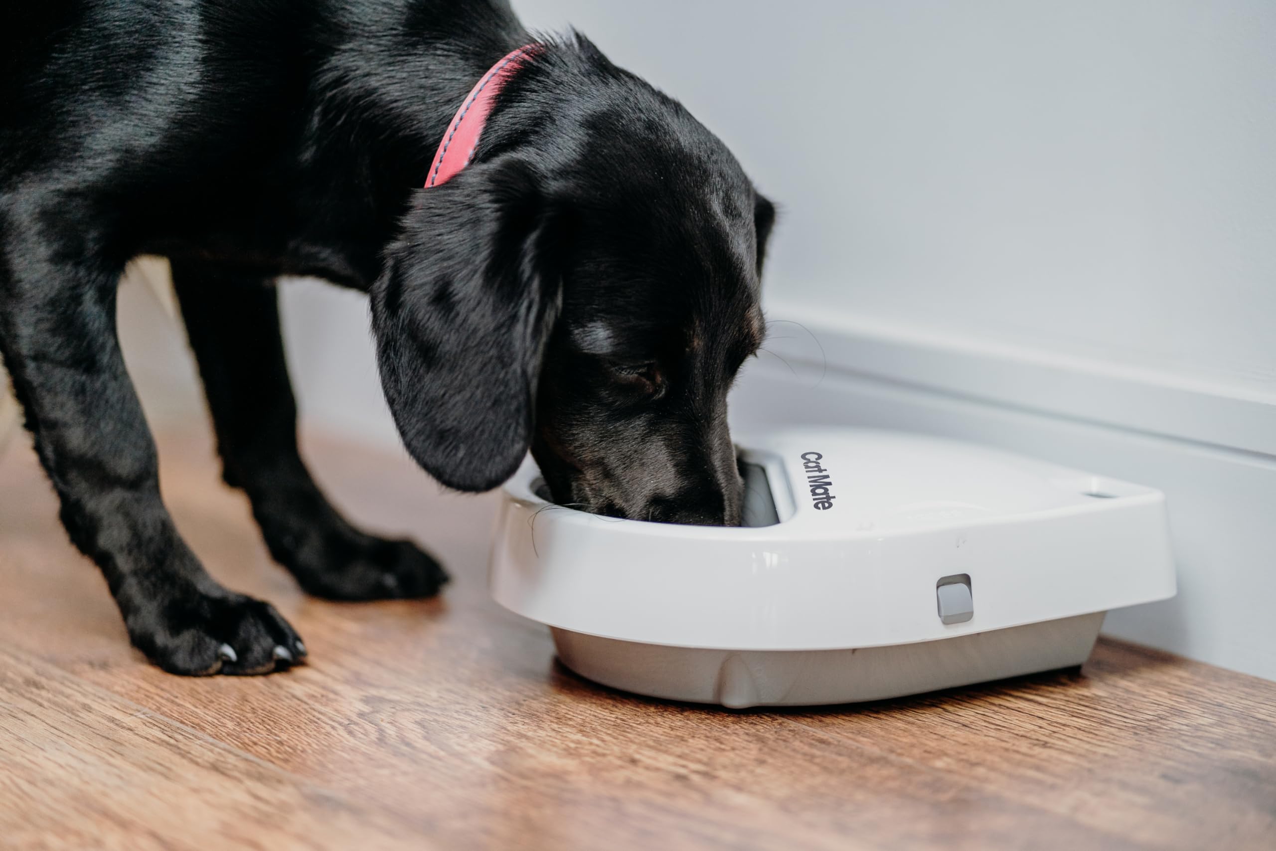 Cat Mate C300 tamper-resistant design helps secure meals.