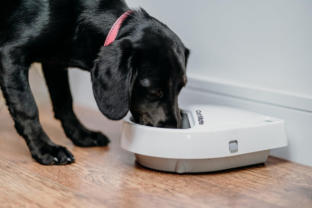 Cat Mate C300 tamper-resistant design helps secure meals.