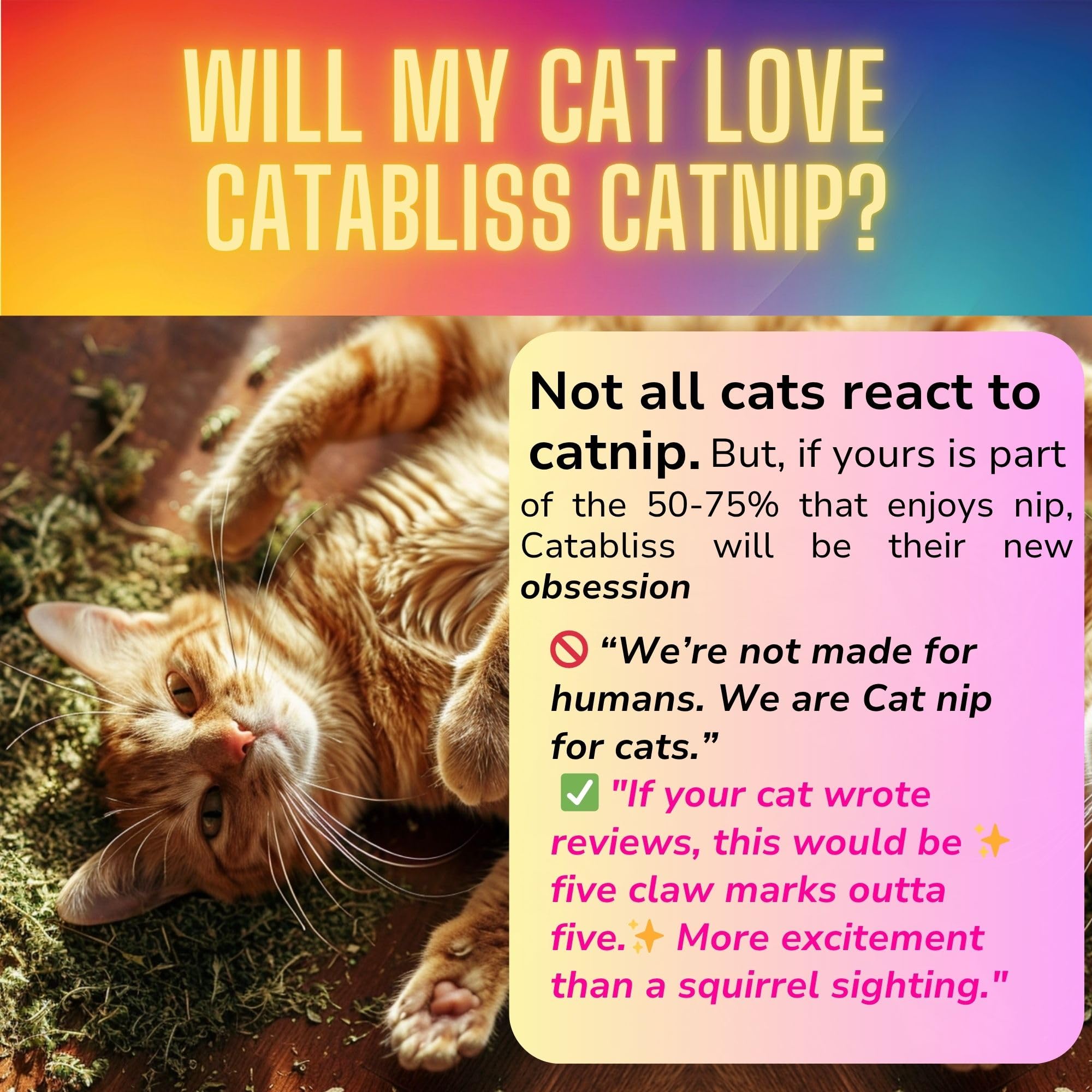 Catabliss Catnip jar pour demonstrates easy dosing for lively play sessions.