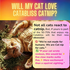 Catabliss Catnip jar pour demonstrates easy dosing for lively play sessions.