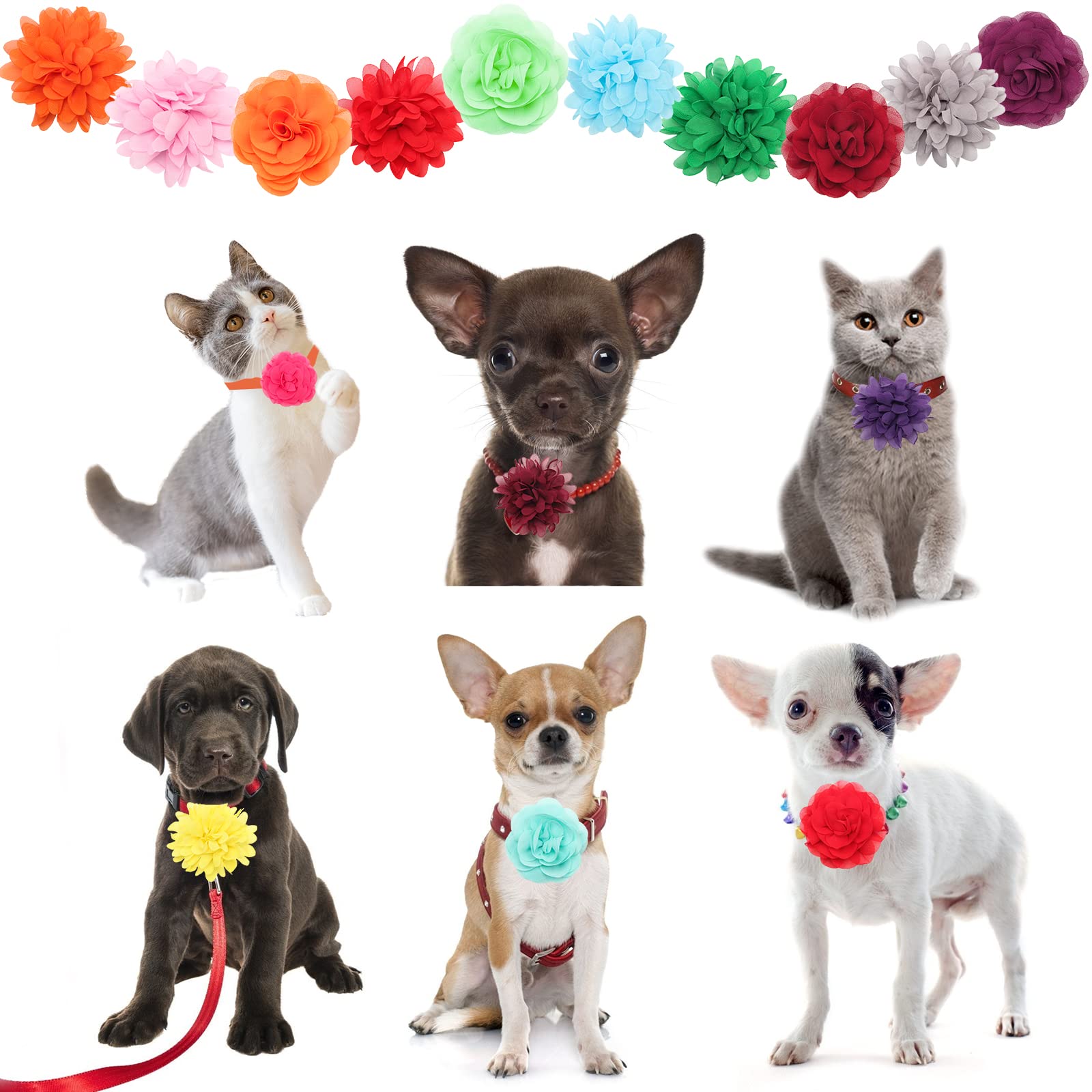Catcan eye catching bloom pet collar enhances photos and events.