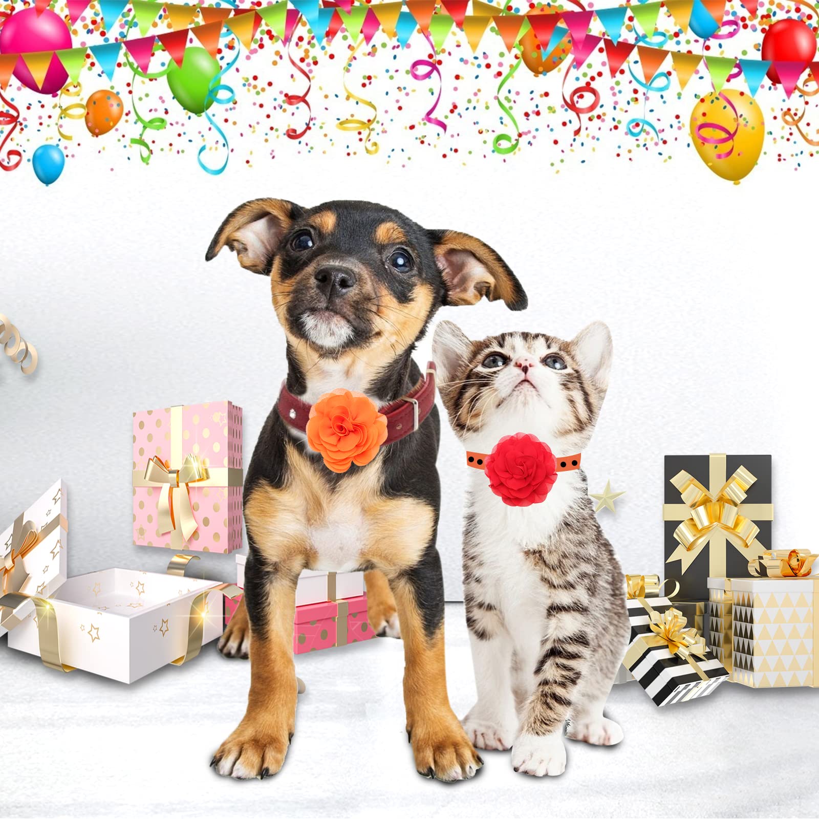Catcan party ready pet accessory elevates festive photos.