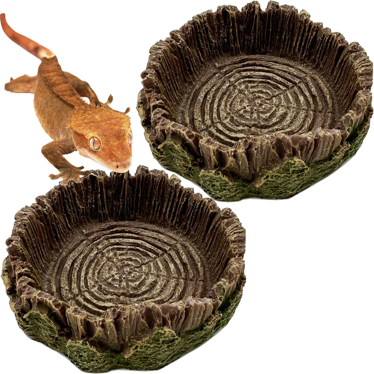 CATENEED small reptile food dish with rock texture enhances natural terrarium decor and feeding