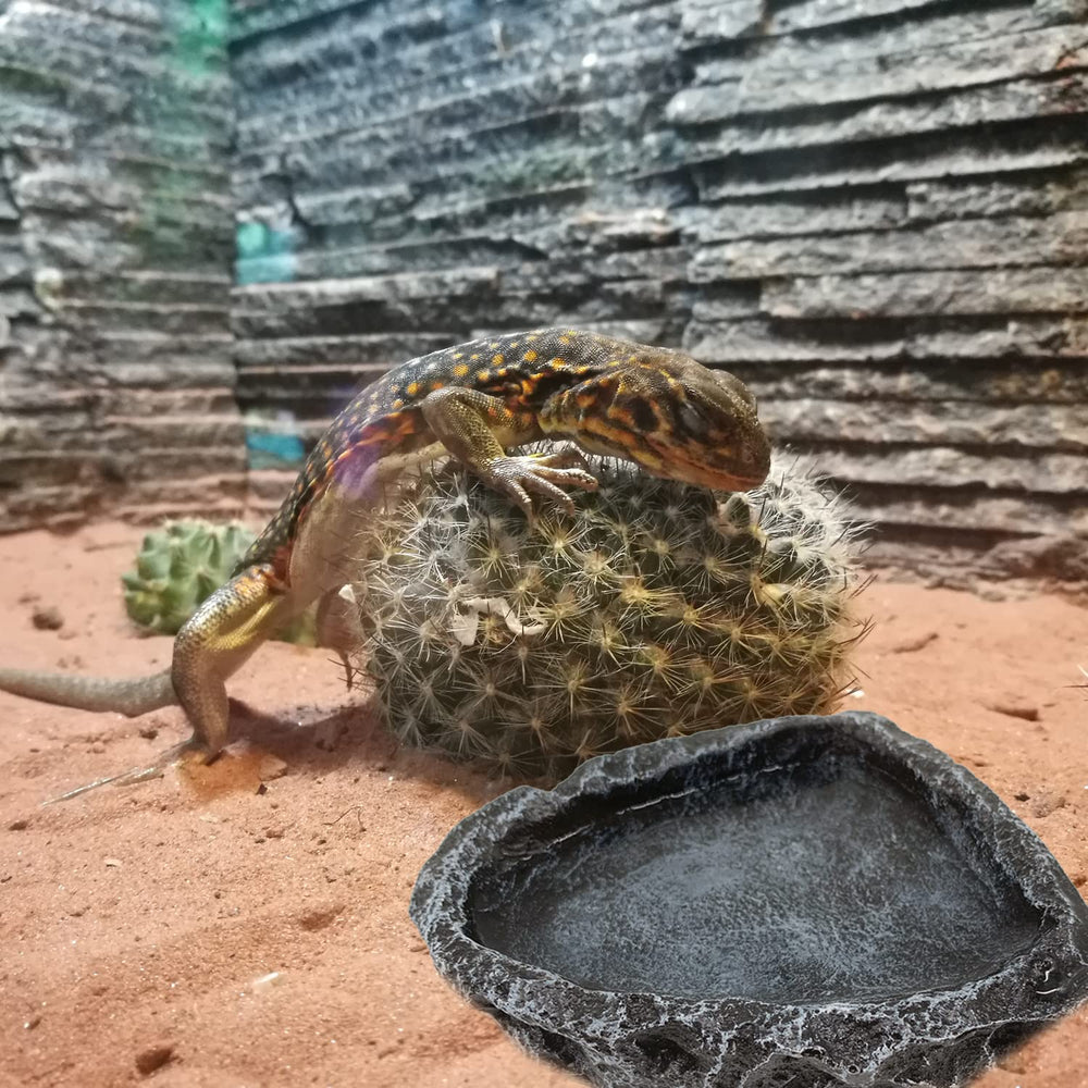 Catenness easy-clean reptile bowl simplifies washing and care