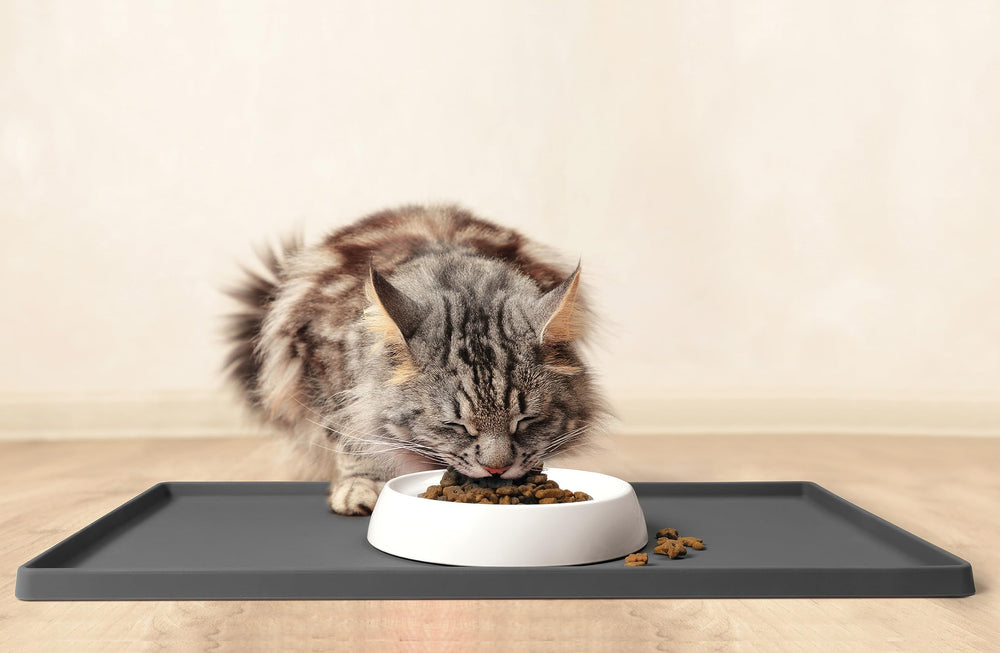 CatGuru compact 6.6x6.6x1.2-inch dish fits small feeding spaces
