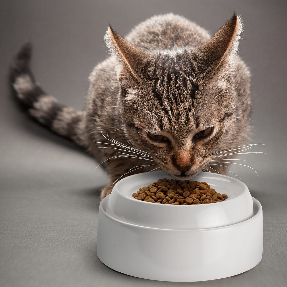 CatGuru bowls with compact 6.6 by 6.6 by 1.2 inch dimensions for small spaces.