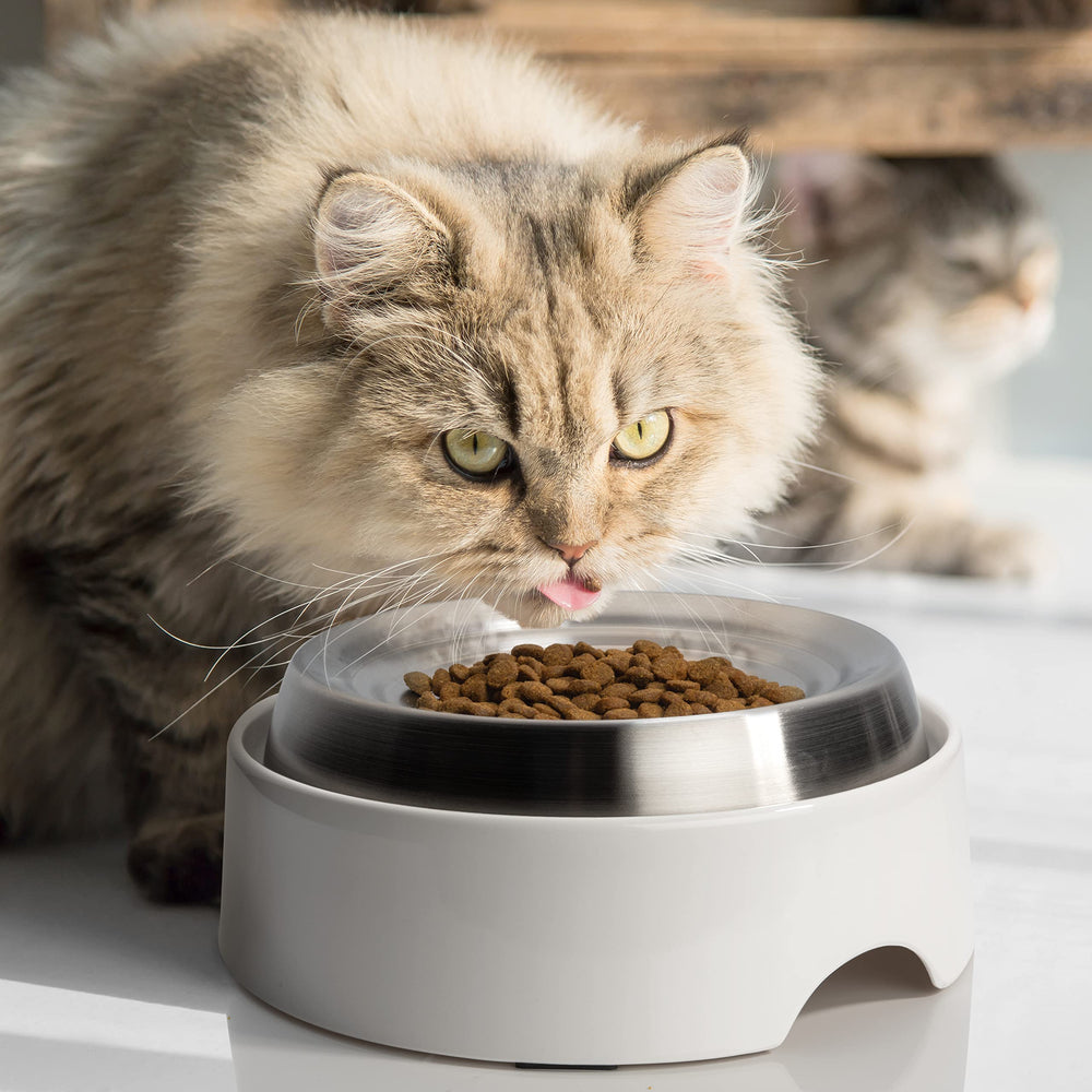 CatGuru bowls ideal for indoor cats, aiding whisker-friendly meals at home.