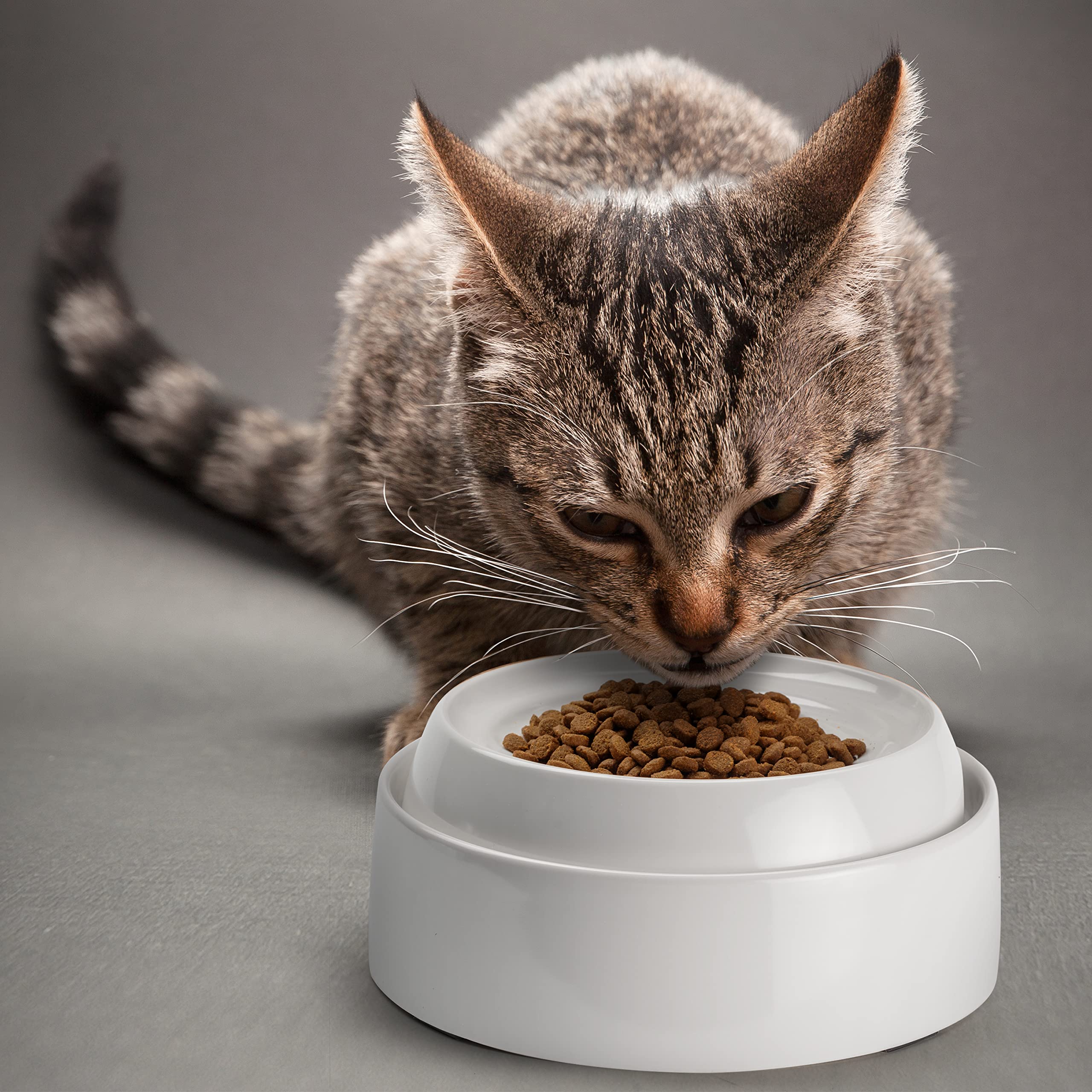 CatGuru saucer-like design supports comfortable feeding for cats