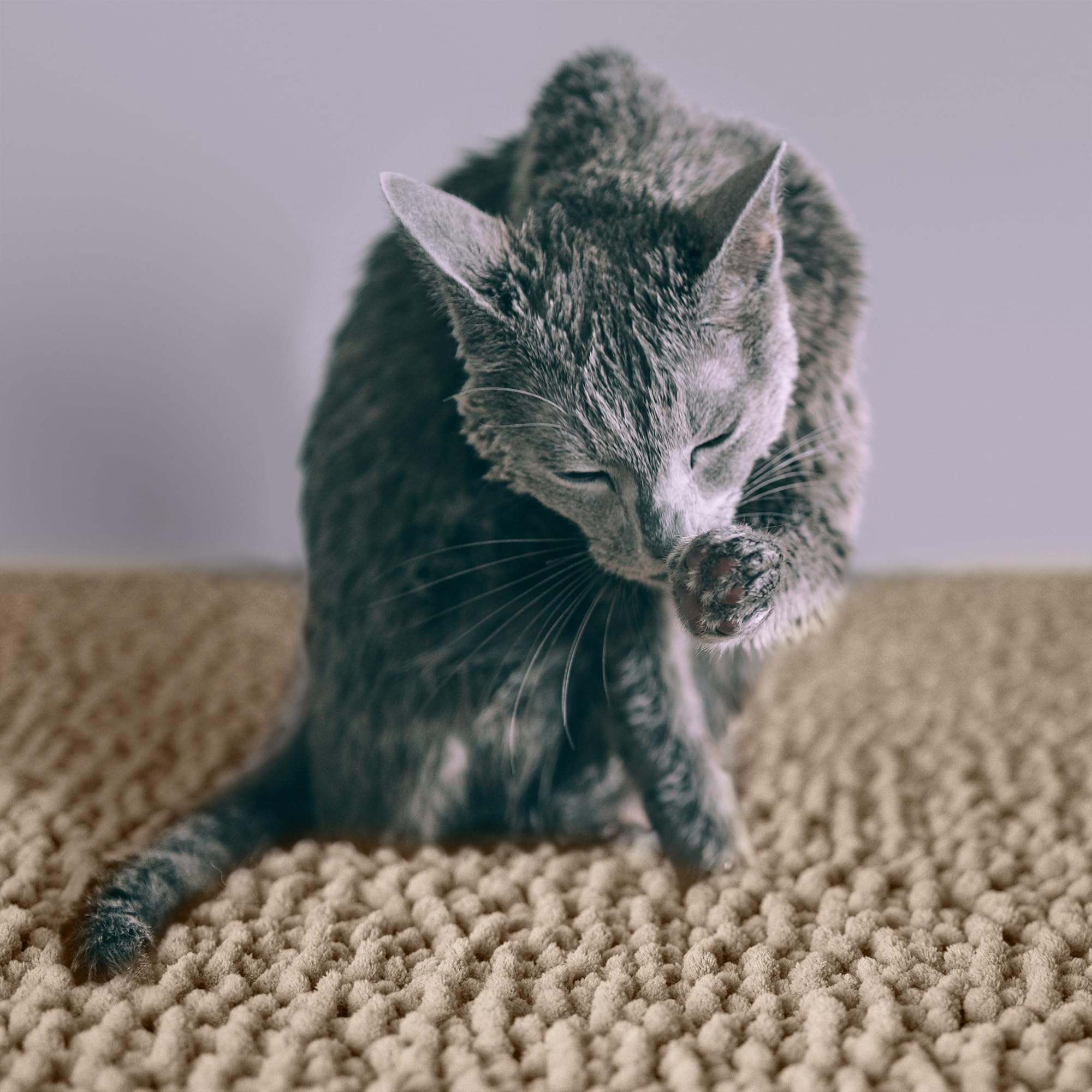 CatGuru Cat Litter Mat medium litter trapping demonstrates containment of litter.