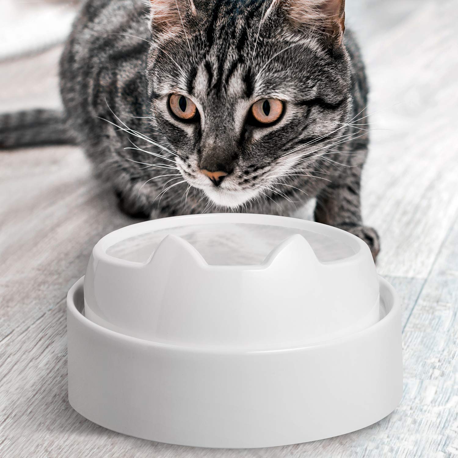 CatGuru dishwasher-safe cat bowl Marshmallow cleans quickly after meals