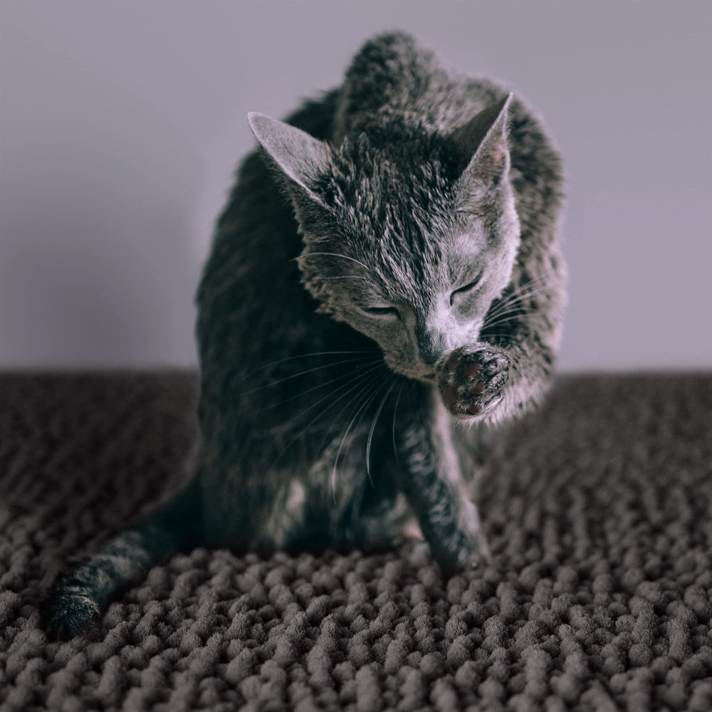 CatGuru waterproof backing protects floors from spills