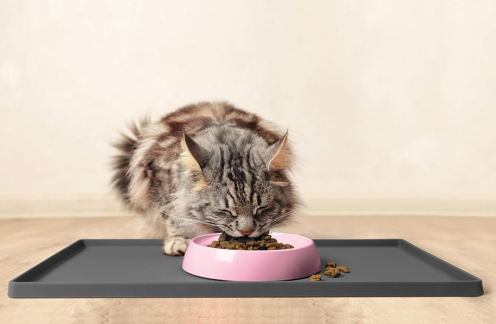 CatGuru saucer-like pink dish promotes easy food access for small cats
