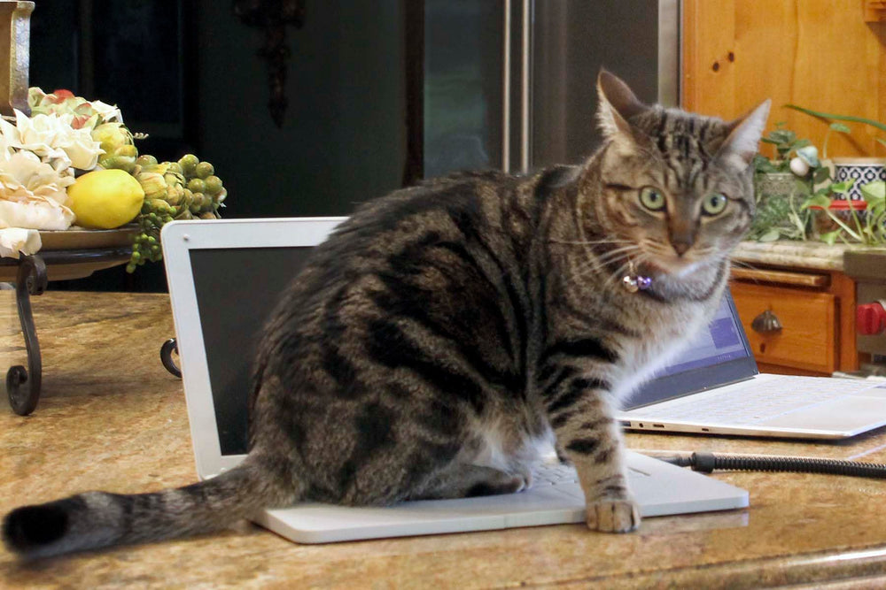 Cattop cat laptop toy patent-note signals trusted design and safety credibility