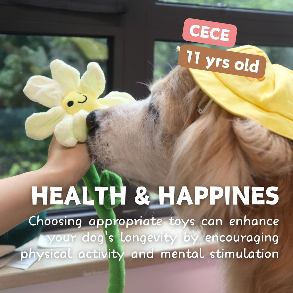 CECE PAW small-dog-gift positions this toy as a thoughtful present