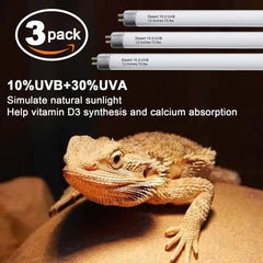 Celiwace T5 UVB bulb warms bearded dragon basking spot.