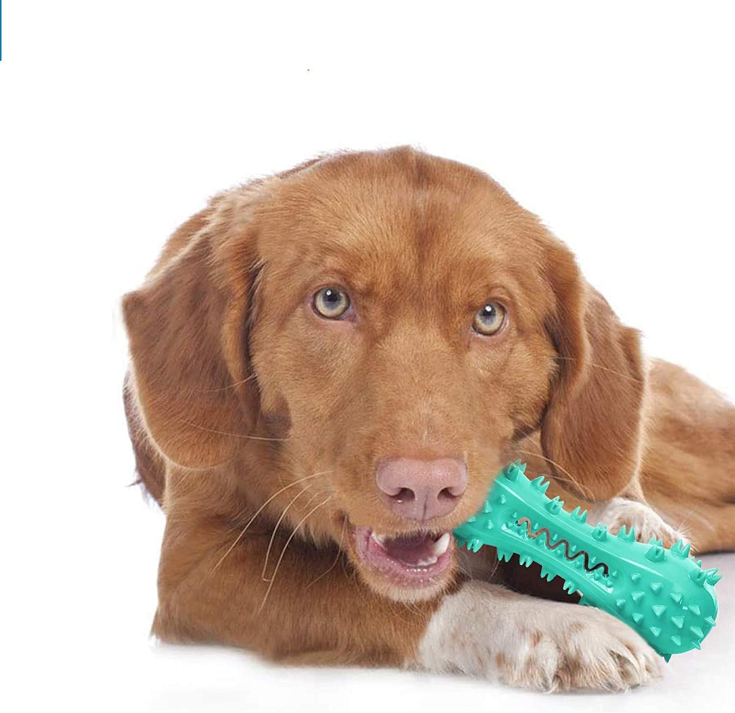 CERISURIO toothbrush dog toy blue available in multiple sizes