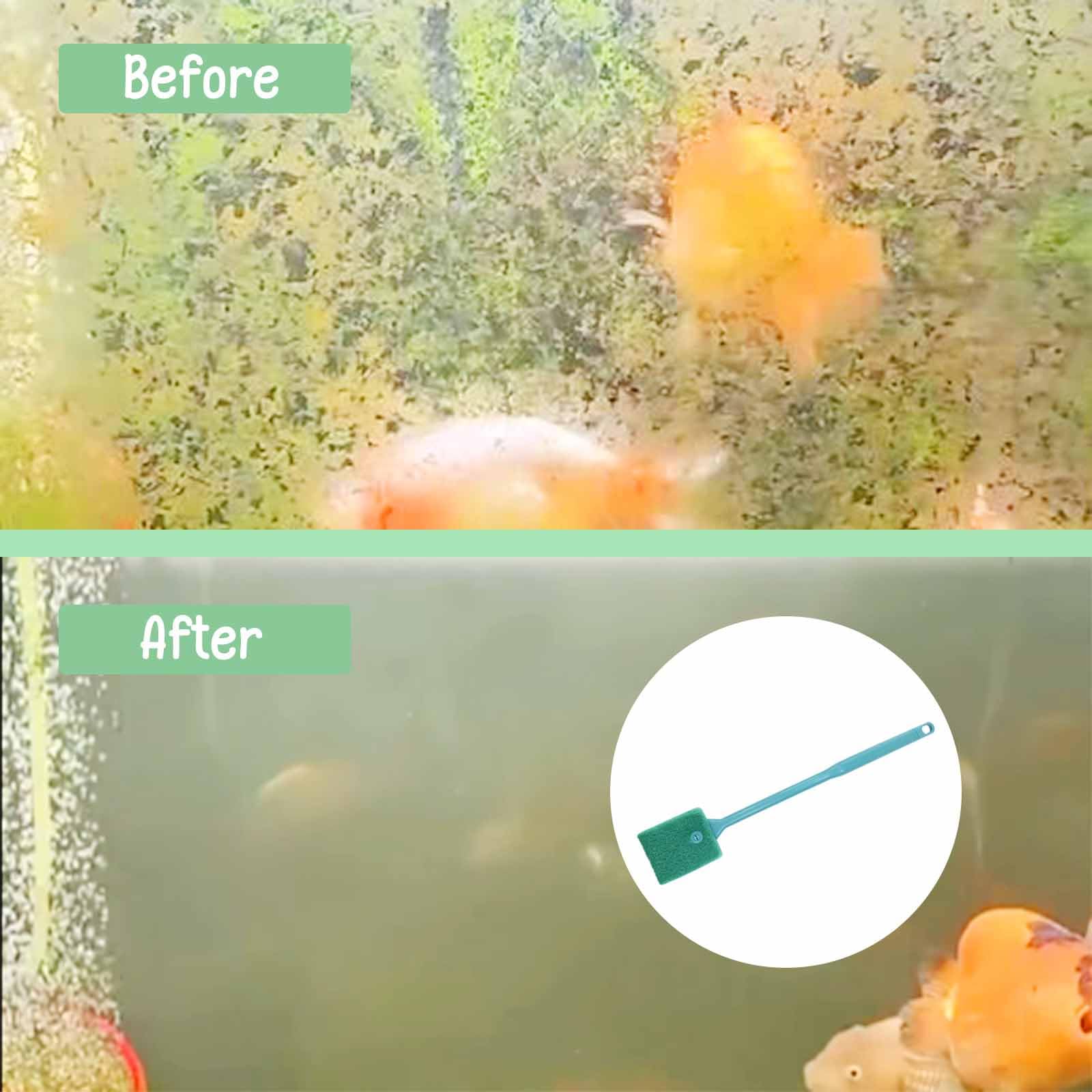 chaekoy glass-tank cleaning setup demonstrates complete glass-tank care