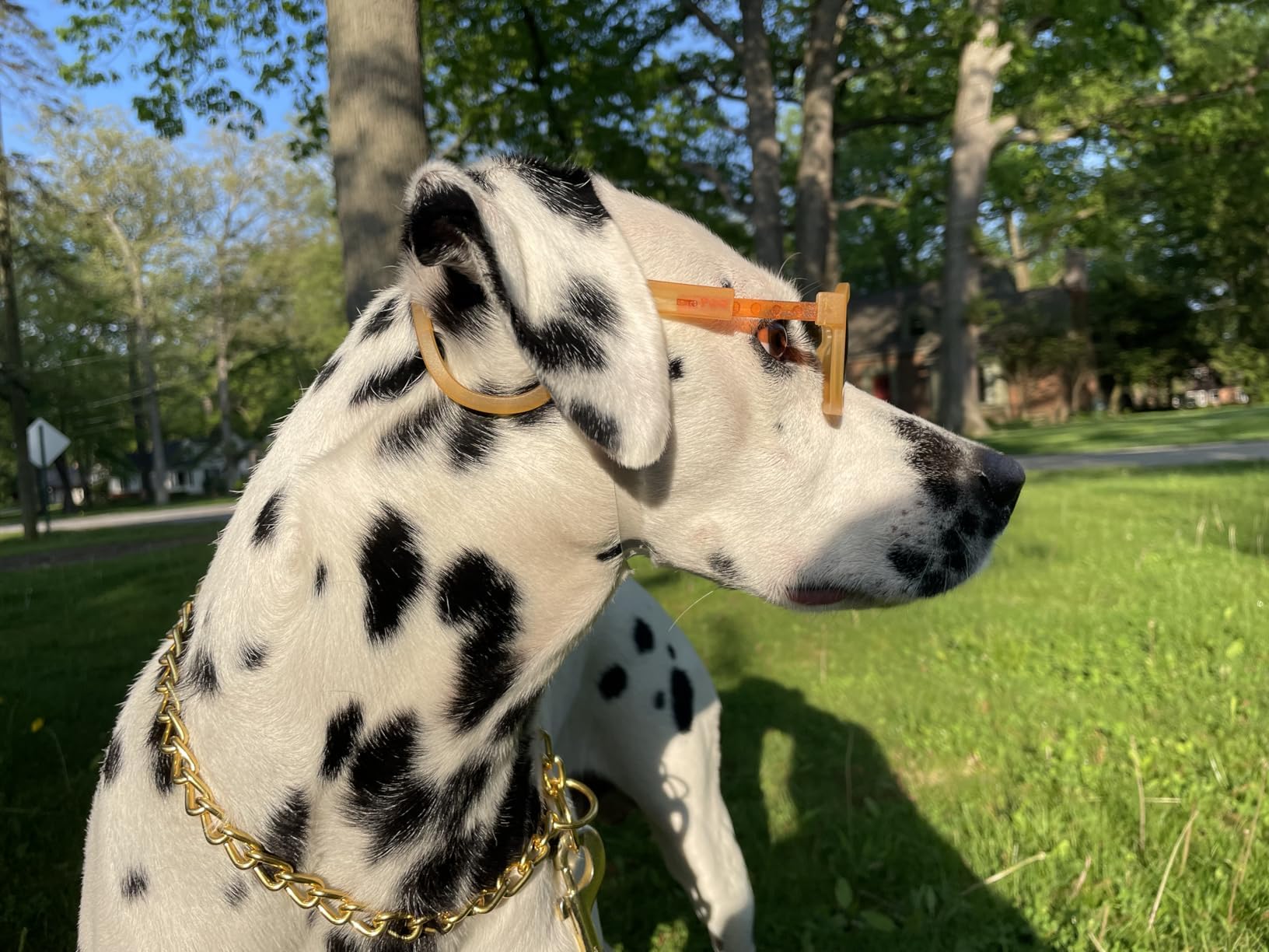 Chain Choke Collar XL fits necks up to 22 inches for big breeds.