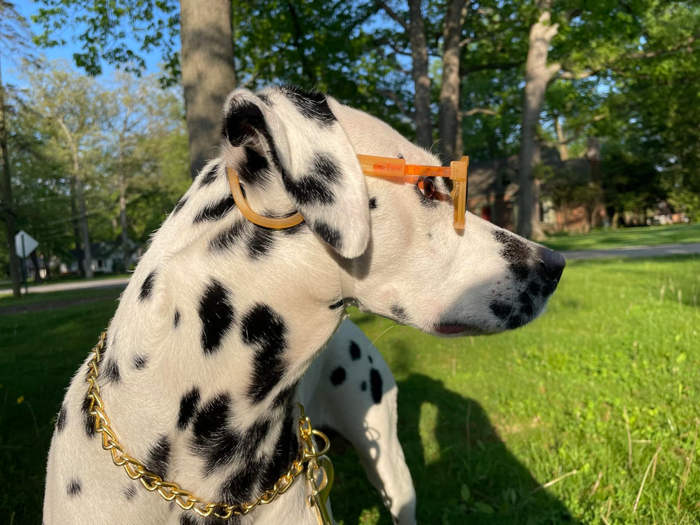 Chain Choke Collar XL fits necks up to 22 inches for big breeds.