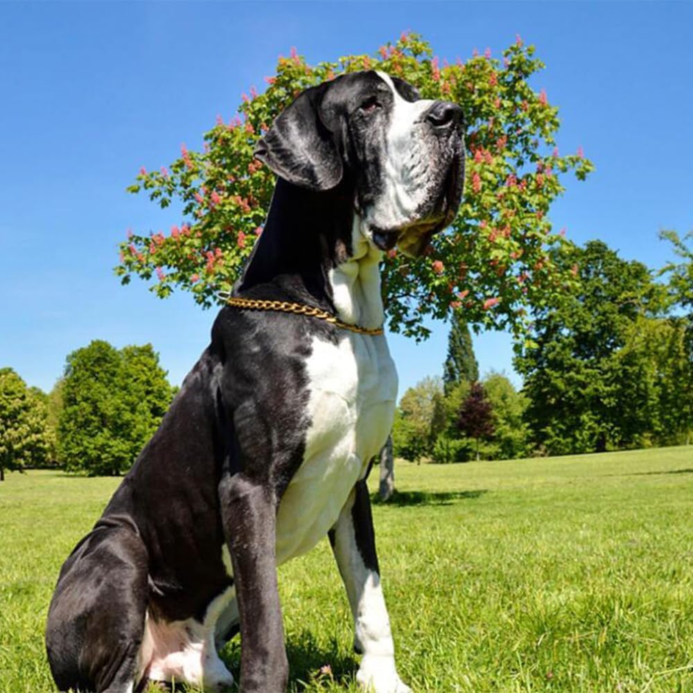 Chain Choke Collar shows adjustable sizing on XS for small dogs.