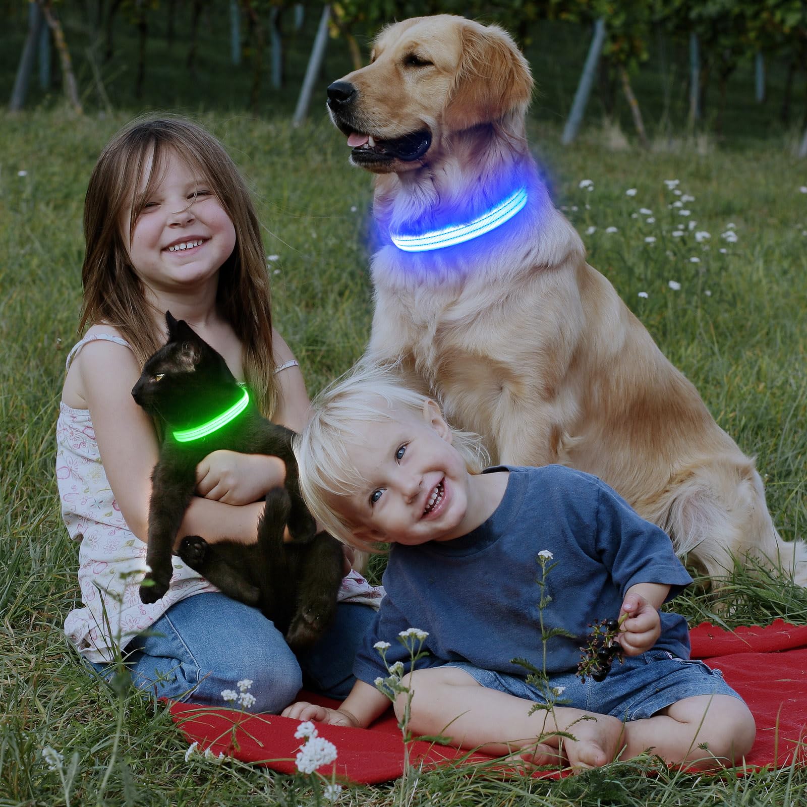 ChalkLit LED collar night-walk glow supports safer outings.