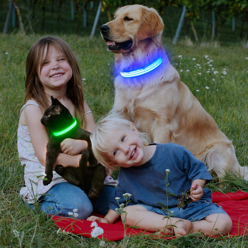 ChalkLit LED collar night-walk glow supports safer outings.