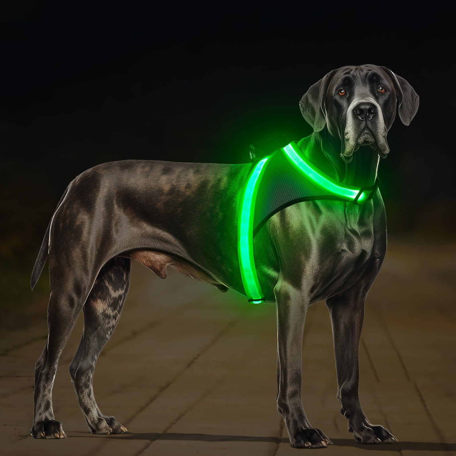 ChalkLit light-up harness with bright visibility for safer night walks