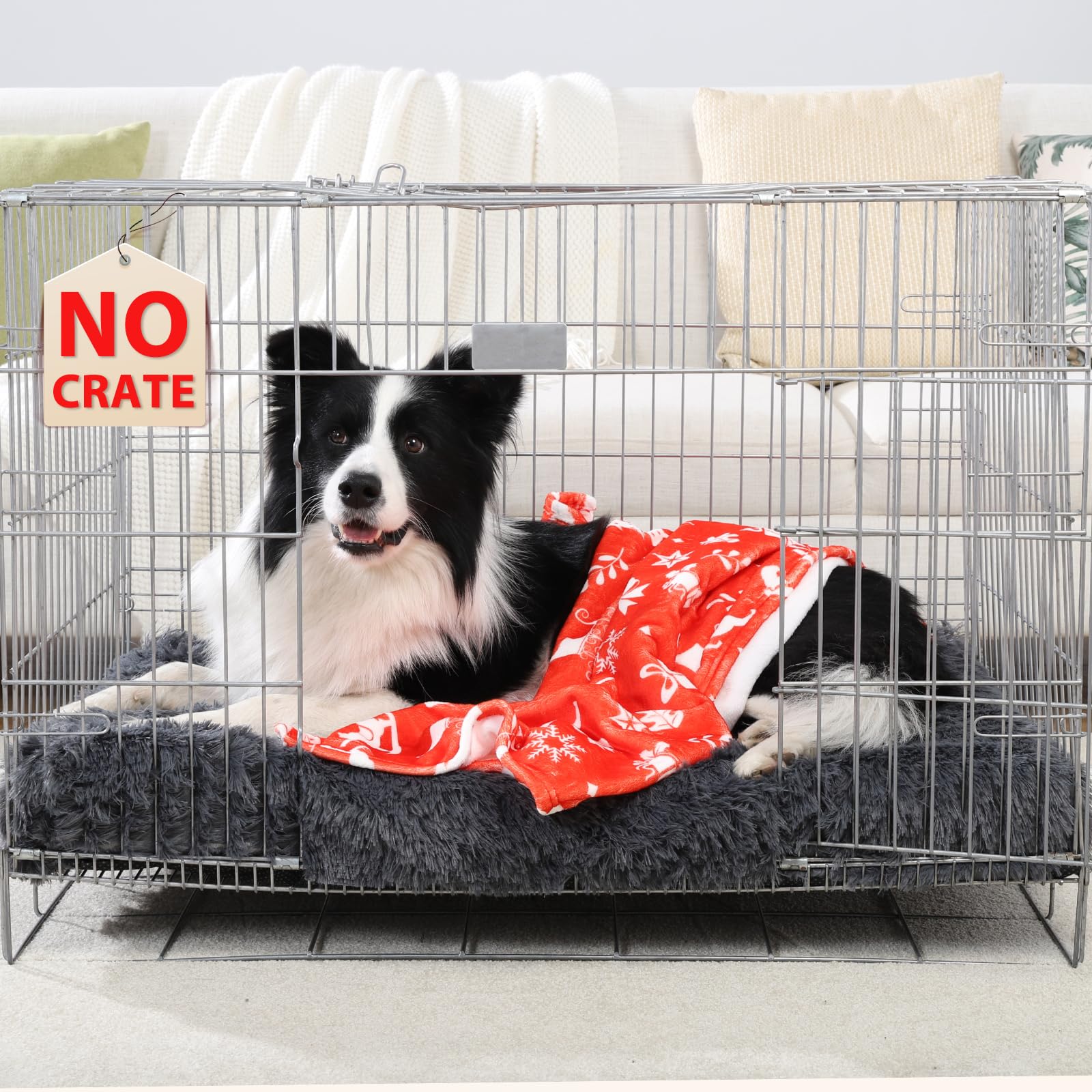 CHAMPETS dog relaxing on bed on the floor illustrates comforting space