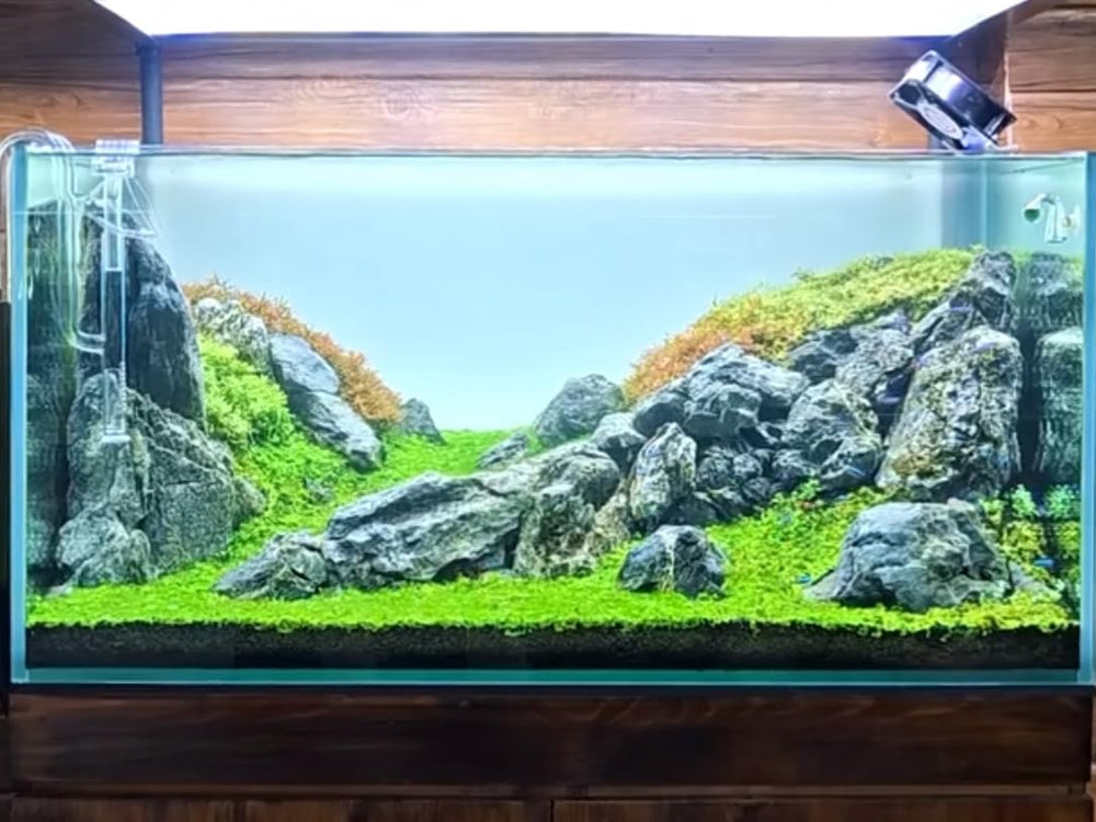 ChaoLeHo Seiryu stones ideal for aquariums, dioramas, and plant habitats.