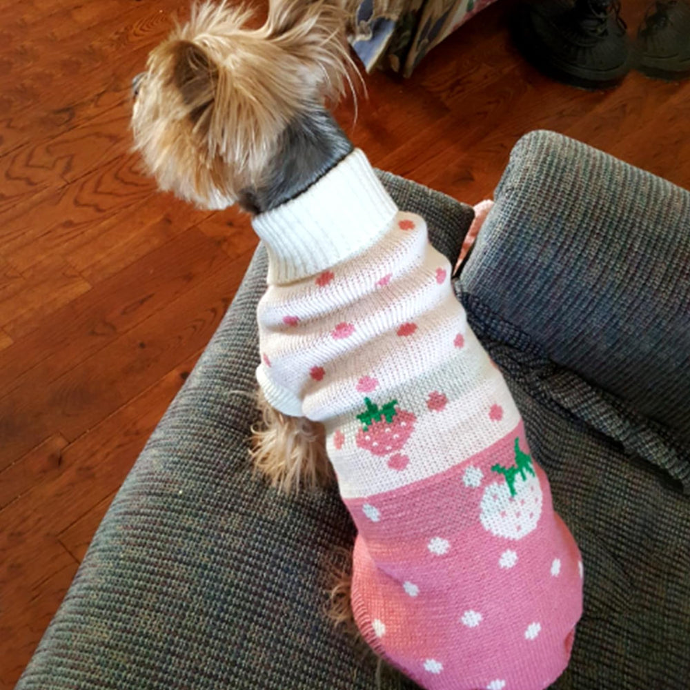 CHBORCHICEN dog wearing pink-knit sweater emphasizes cute style and warmth.