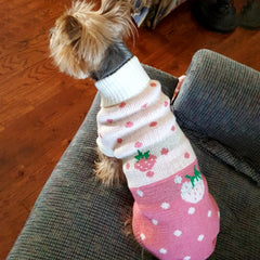 CHBORCHICEN dog wearing pink-knit sweater emphasizes cute style and warmth.