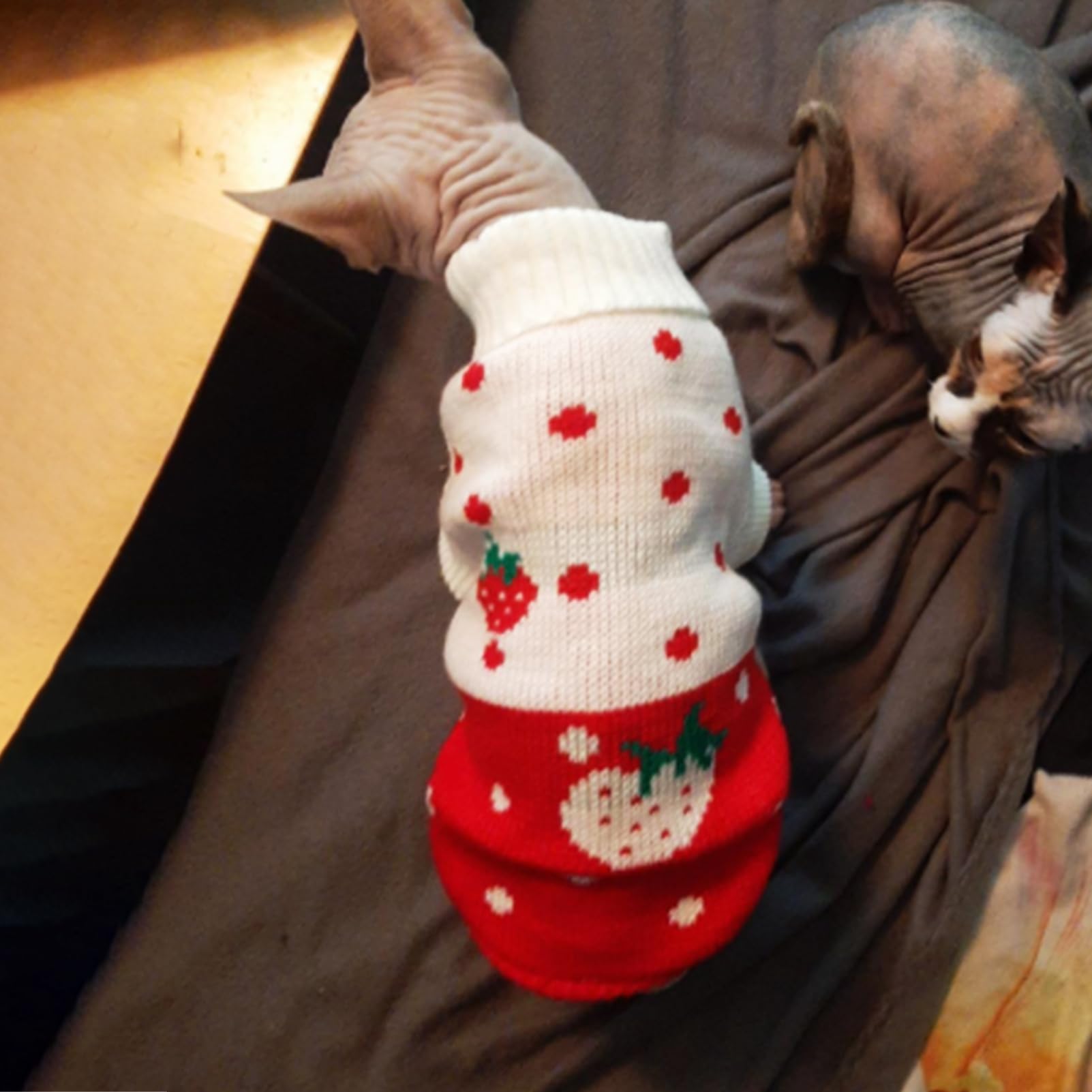 CHBORCHICEN small dog clothes model demonstrates proper fit for petite breeds