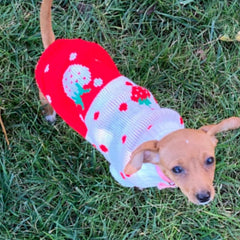 CHBORCHICEN strawberry heart pattern sweater emphasizes cute style for festive occasions