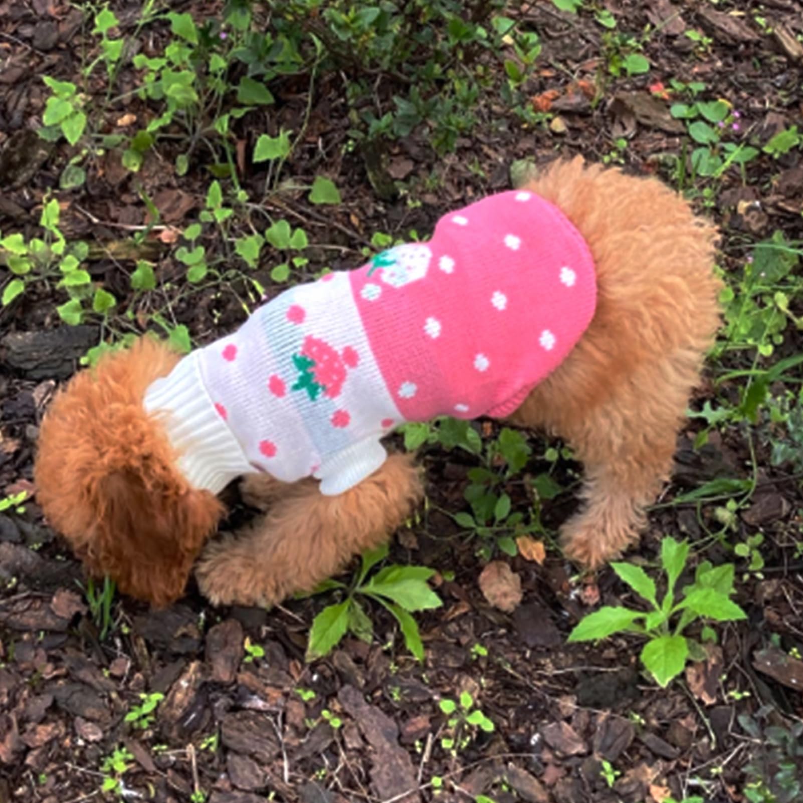 CHBORCHICEN turtleneck winter sweater keeps small dogs comfy during cold outings.
