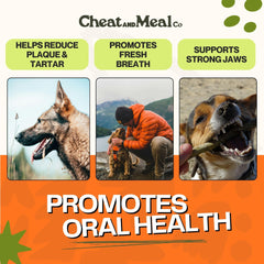 Cheat and Meal Co long-lasting chew designed for aggressive chewers in action.