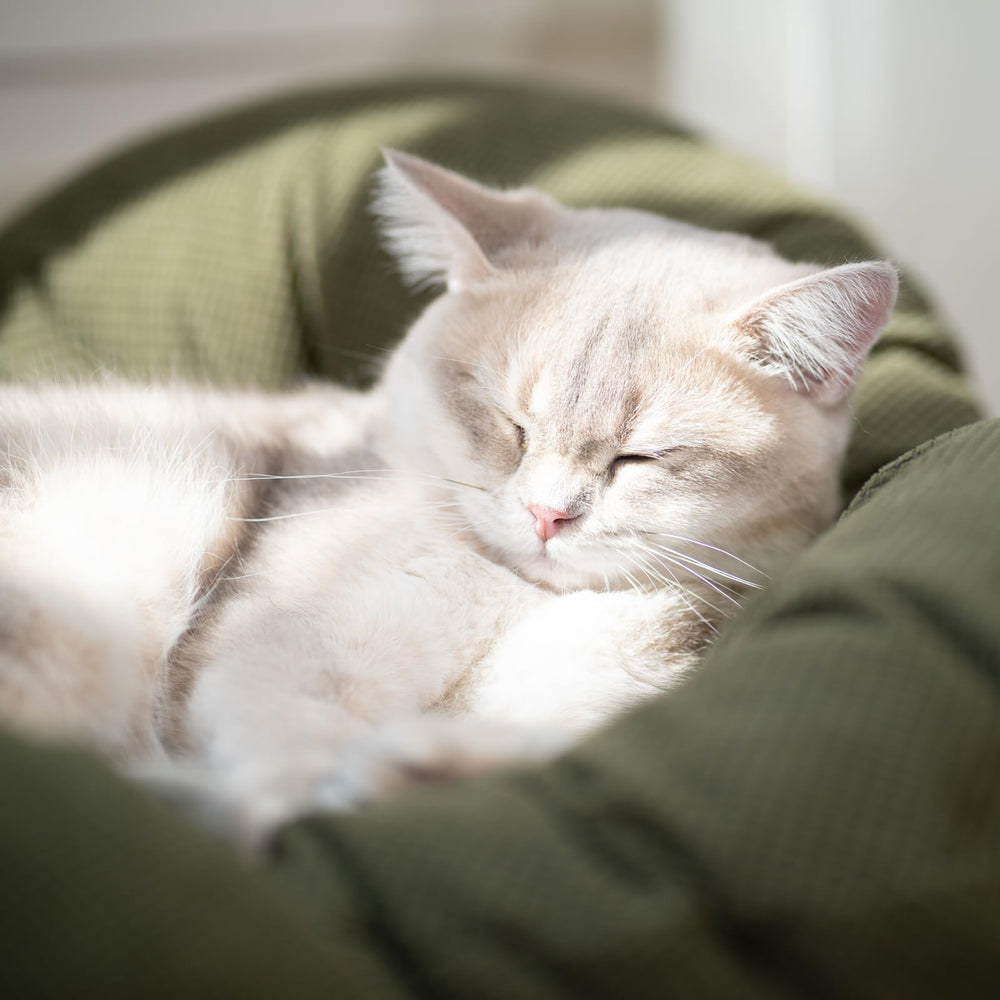 CHEERHOME PETS easy-installation-tutorial helps you set up in minutes.