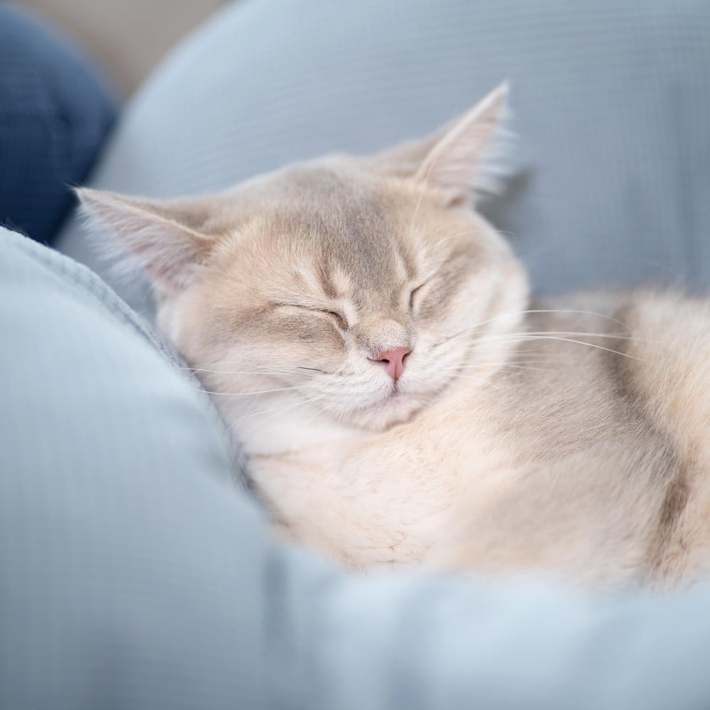 CHEERHOME PETS cat-using-bed shows comfortable lounging and quick setup