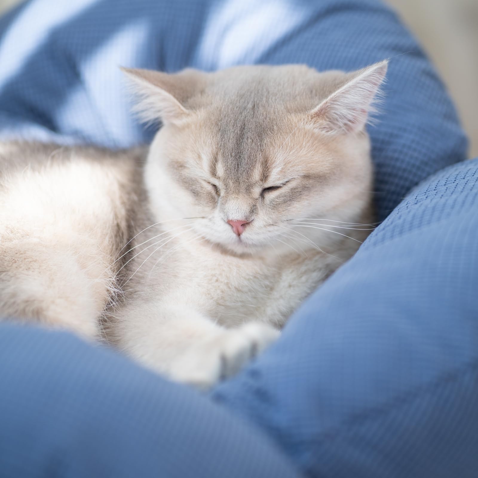 CHEERHOME PETS ideal for small dogs to lounge off the floor.